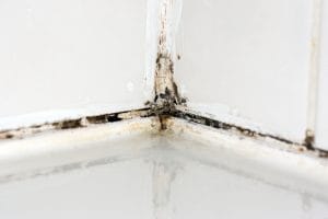 Read more about the article How do I remove mold from my house?