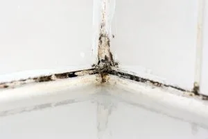 Read more about the article How do I remove mold from my house?