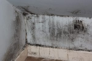 Understanding Mold Abatement: What It Is and Why It Matters