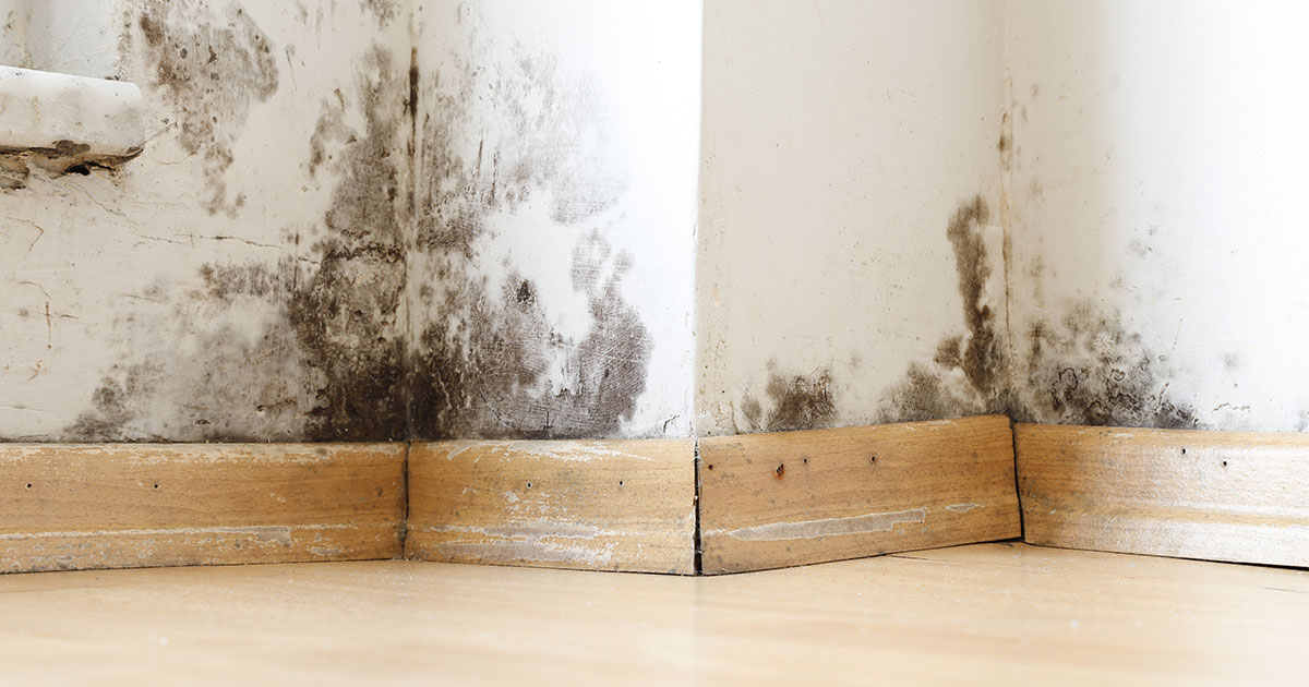 You are currently viewing What should I do if I think my house has water accumulating in the walls?