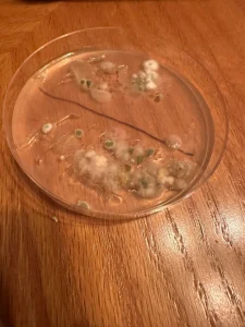 Read more about the article Are Home Mold Test Kits Reliable?