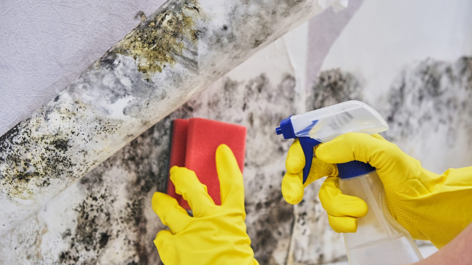 You are currently viewing When is Mold Remediation Required?
