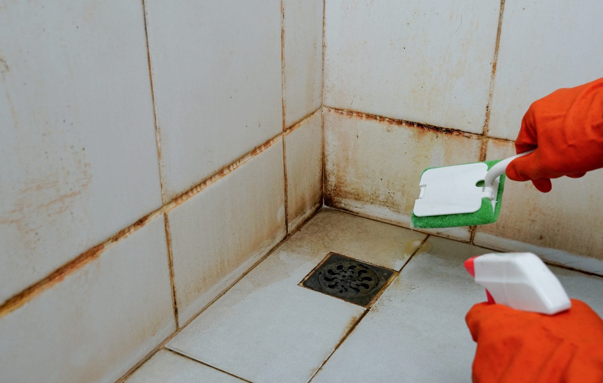 You are currently viewing How to Get Rid of Black Mold in the Shower?