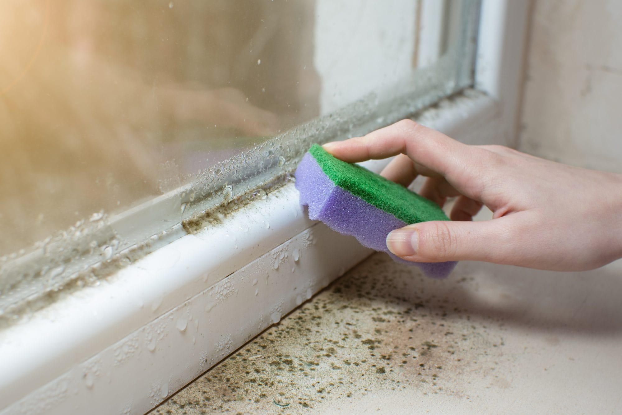 You are currently viewing What Kills Mold and Mildew?
