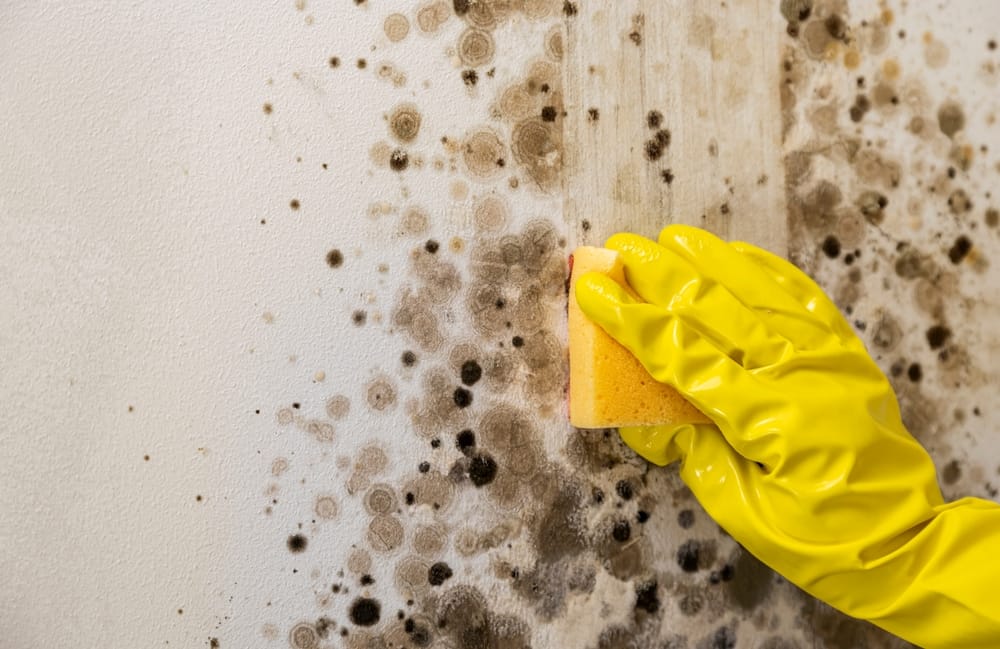 You are currently viewing What Do Professionals Use for Mold Remediation?